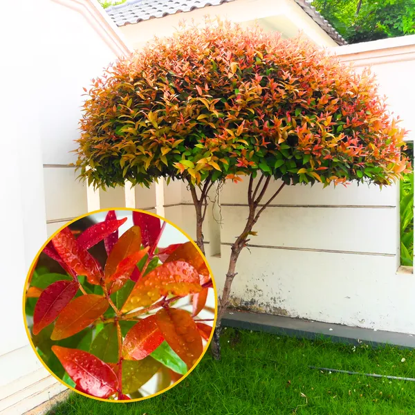 Green_Paradise_Cristina_Syzygium_Campanulatum_Healthy_Live_Plant_Default_Title