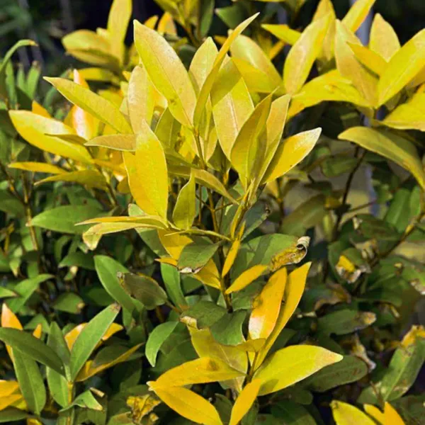 Green_Paradise_Cristina_Yellow_Syzygium_Campanulatum_Healthy_Live_Plant_Default_Title
