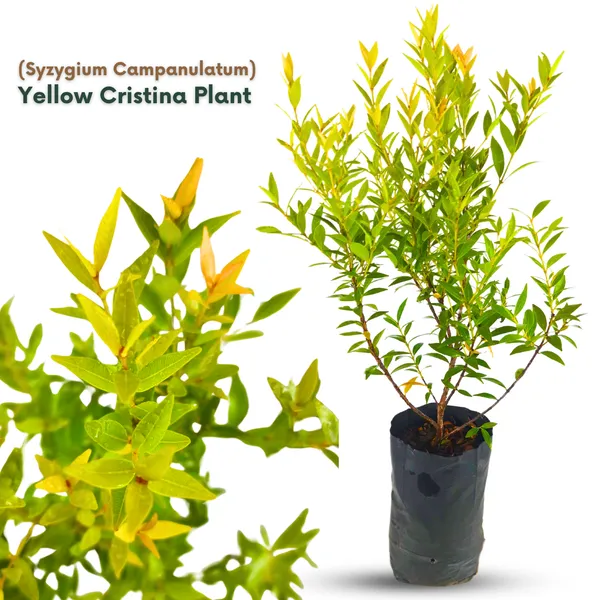 Green_Paradise_Cristina_Yellow_Syzygium_Campanulatum_Healthy_Live_Plant_Default_Title