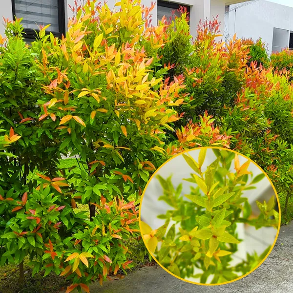 Green_Paradise_Cristina_Yellow_Syzygium_Campanulatum_Healthy_Live_Plant_Default_Title