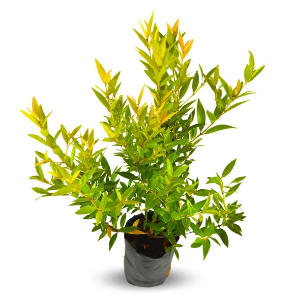 Green_Paradise_Cristina_Yellow_Syzygium_Campanulatum_Healthy_Live_Plant_Default_Title