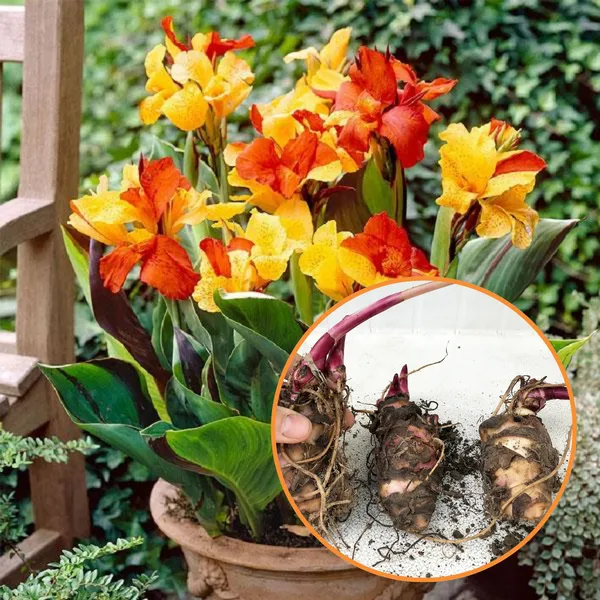 Green_Paradise_Canna_Lily_Flowering_Plant_Bulbs_Pack_Of_3_Default_Title