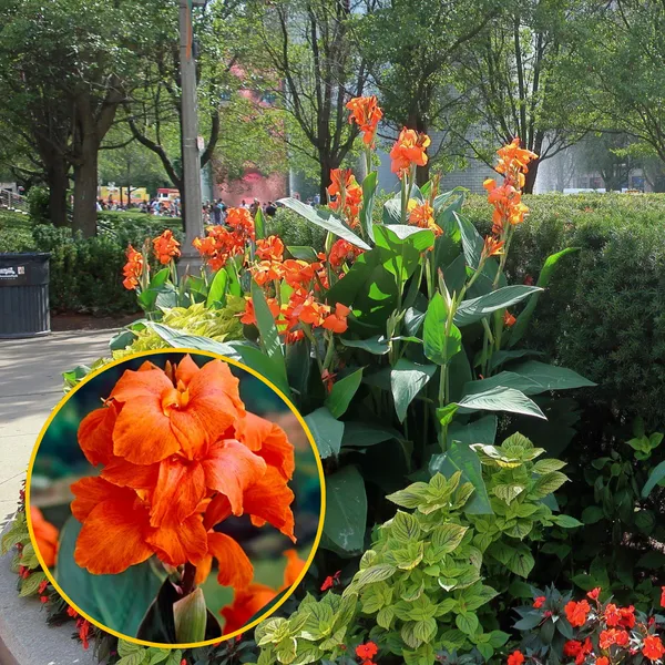 Green_Paradise_Canna_Lily_Flowering_Plant_Bulbs_Pack_Of_3_Default_Title