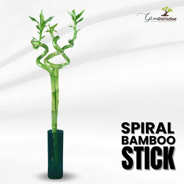 Green_Paradise_Spiral_Bamboo_Sticks_For_Indoor_Office_Table_Set_Of_3