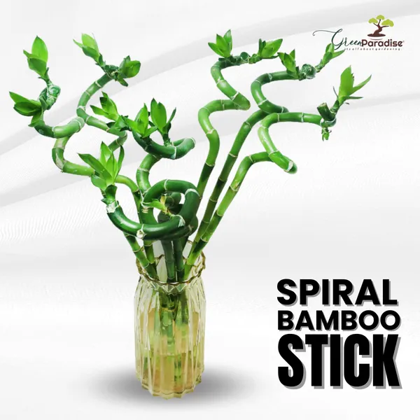 Green_Paradise_Spiral_Bamboo_Sticks_For_Indoor_Office_Table_Set_Of_5