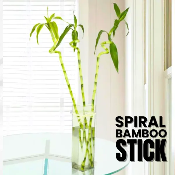 Green_Paradise_Spiral_Bamboo_Sticks_For_Indoor_Office_Table_Set_Of_5