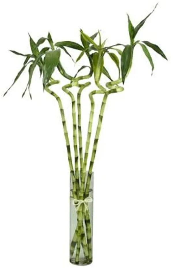 Green_Paradise_Spiral_Bamboo_Sticks_For_Indoor_Office_Table_Set_Of_5