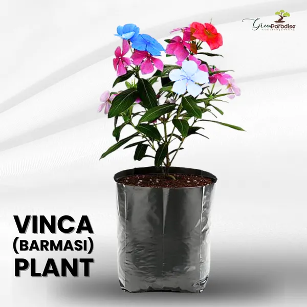 Green_Paradise_Vinca_Flower_Barmasi_Plant_Default_Title