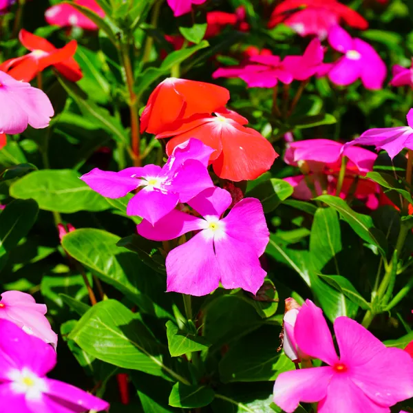 Green_Paradise_Vinca_Flower_Barmasi_Plant_Default_Title