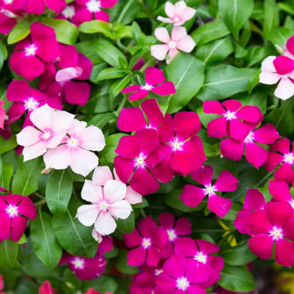 Green_Paradise_Vinca_Flower_Barmasi_Plant_Default_Title