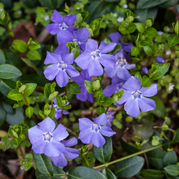 Green_Paradise_Vinca_Flower_Barmasi_Plant_Default_Title