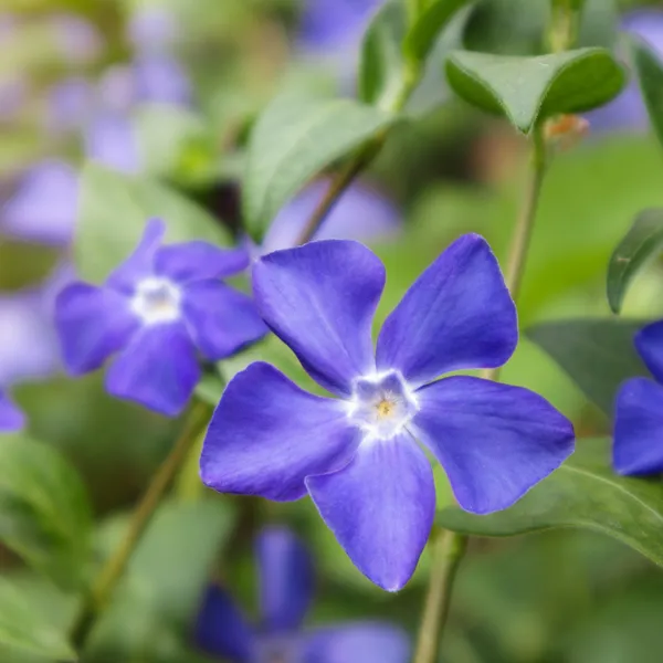 Green_Paradise_Vinca_Flower_Barmasi_Plant_Default_Title