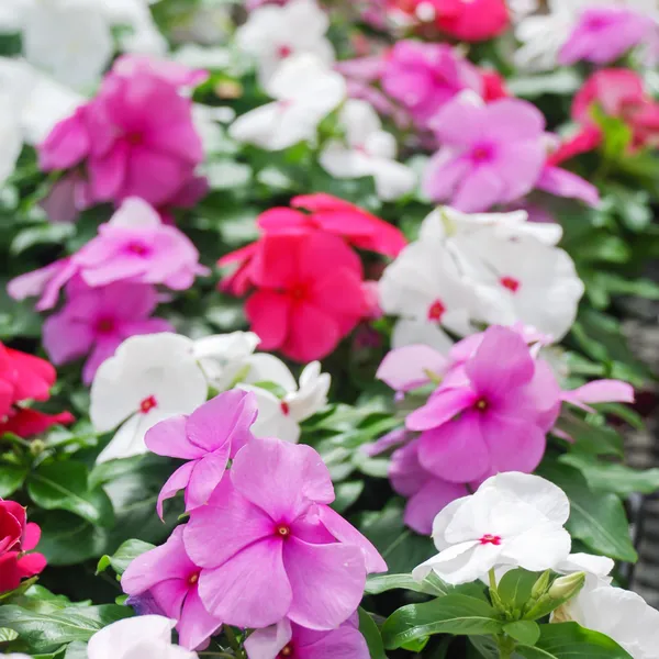 Green_Paradise_Vinca_Flower_Barmasi_Plant_Default_Title