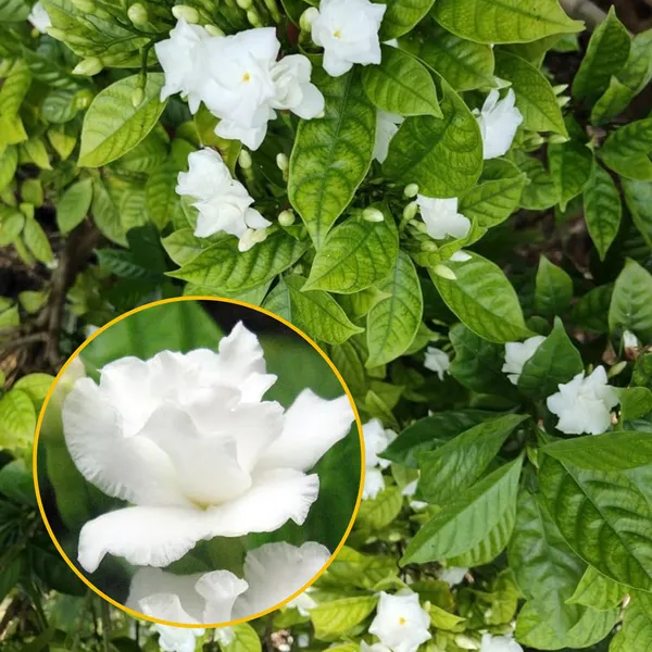 Green_Paradise_Double_Tagar_Live_Plant_Default_Title