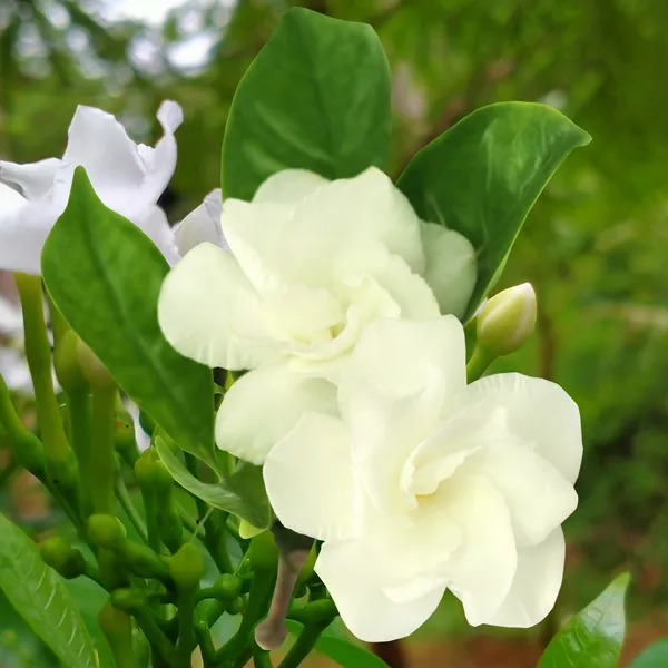 Green_Paradise_Double_Tagar_Live_Plant_Default_Title