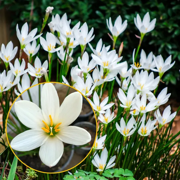 Green_Paradise_White_Rainlily_Zephyranthes_Candida_Live_Plant_Default_Title