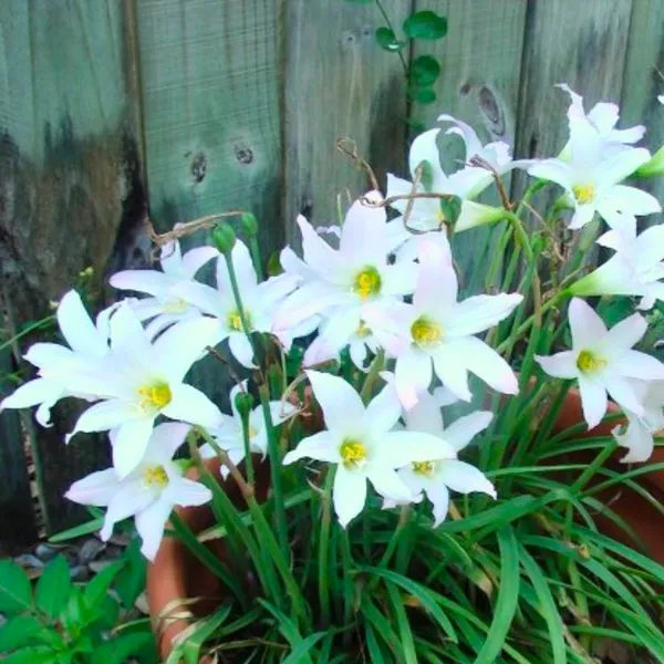 Green_Paradise_White_Rainlily_Zephyranthes_Candida_Live_Plant_Default_Title
