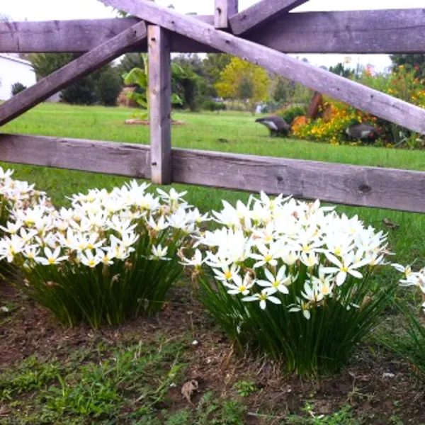Green_Paradise_White_Rainlily_Zephyranthes_Candida_Live_Plant_Default_Title