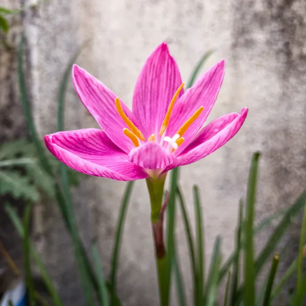 Green_Paradise_Pink_Rainlily_Zephyranthes_Candida_Live_Plant_Default_Title