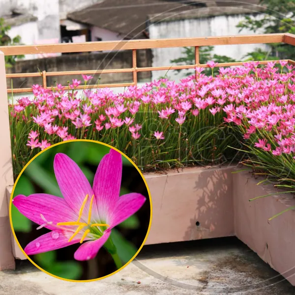 Green_Paradise_Pink_Rainlily_Zephyranthes_Candida_Live_Plant_Default_Title