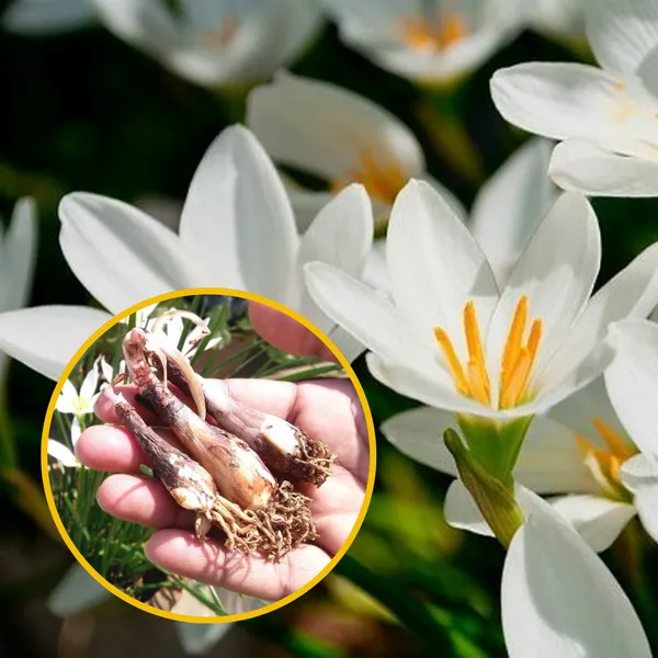 Green_Paradise_White_Rainlily_Zephyranthes_Candida_Bulbs_Set_Of_5_Bulbs_Default_Title