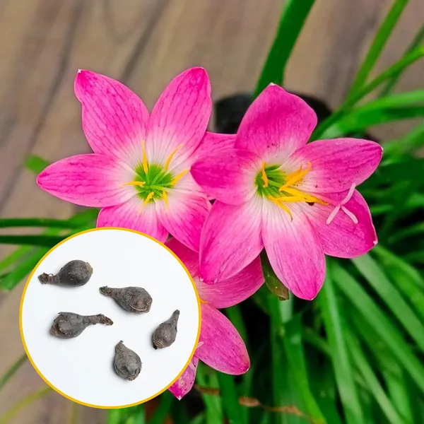 Green_Paradise_Pink_Rainlily_Zephyranthes_Candida_Bulbs_Set_Of_5_Bulbs_Default_Title