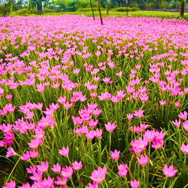 Green_Paradise_Pink_Rainlily_Zephyranthes_Candida_Bulbs_Set_Of_5_Bulbs_Default_Title