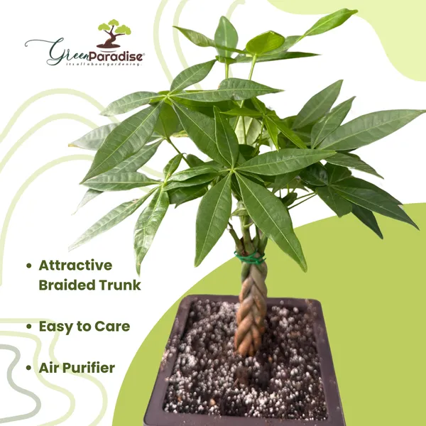 Green_Paradise_Pachira_Aquatica_Braided_Indoor_Bonsai_Money_Plant_Default_Title
