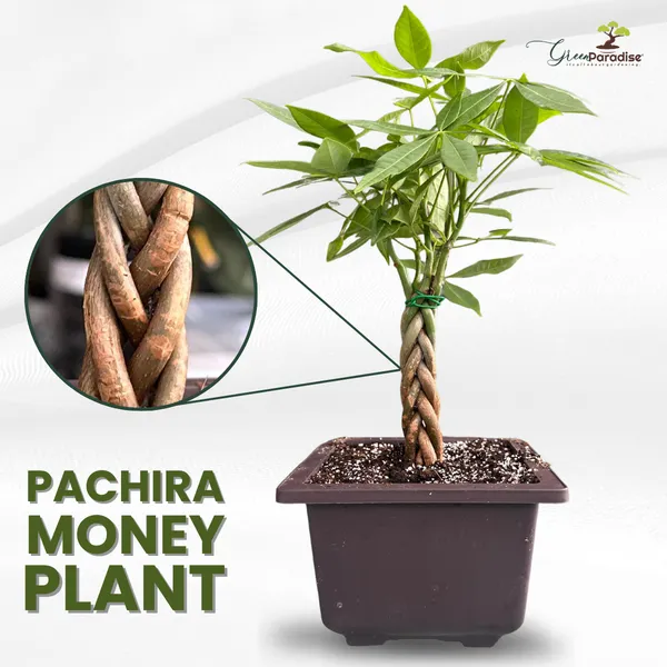 Green_Paradise_Pachira_Aquatica_Braided_Indoor_Bonsai_Money_Plant_Default_Title