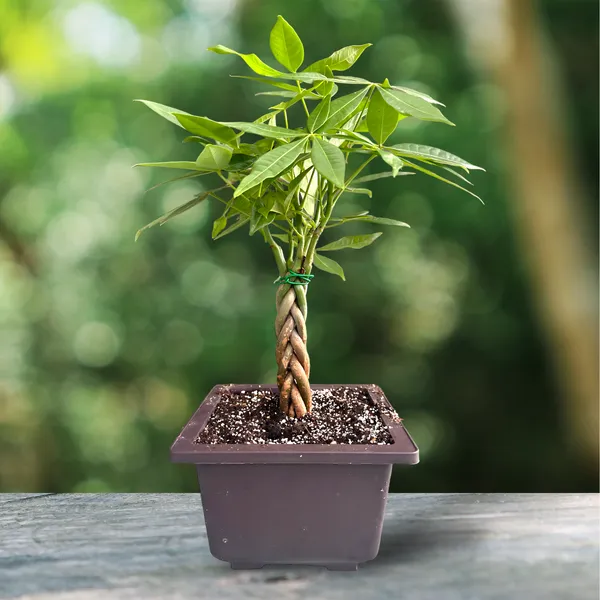 Green_Paradise_Pachira_Aquatica_Braided_Indoor_Bonsai_Money_Plant_Default_Title
