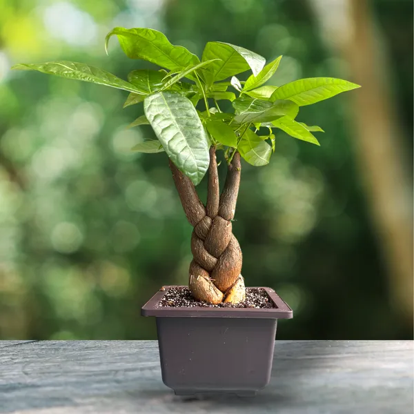 Green_Paradise_Pachira_Braided_Indoor_Bonsai_Money_Plant_Default_Title