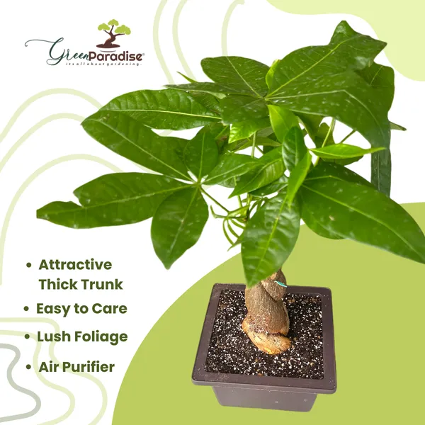 Green_Paradise_Pachira_Braided_Indoor_Bonsai_Money_Plant_Default_Title