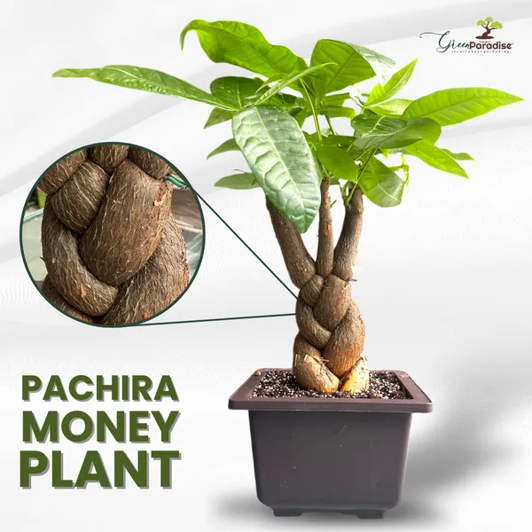 Green_Paradise_Pachira_Braided_Indoor_Bonsai_Money_Plant_Default_Title