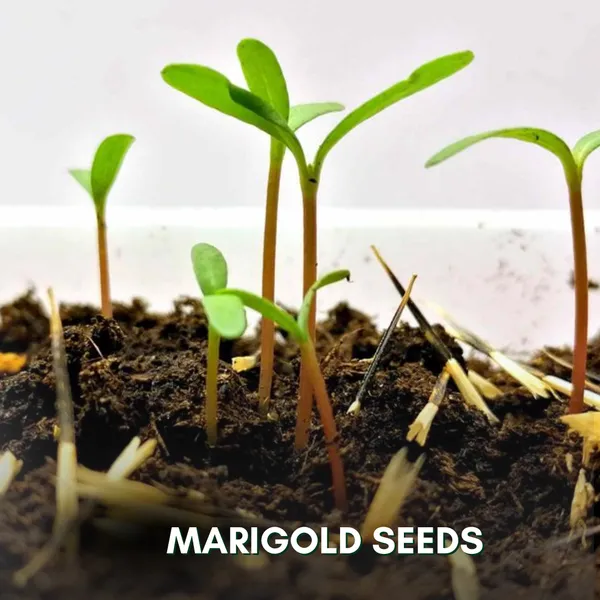 Green_Paradise_Marigold_Yellow_Flower_F1_Hybrid_Seeds_Pack_Default_Title
