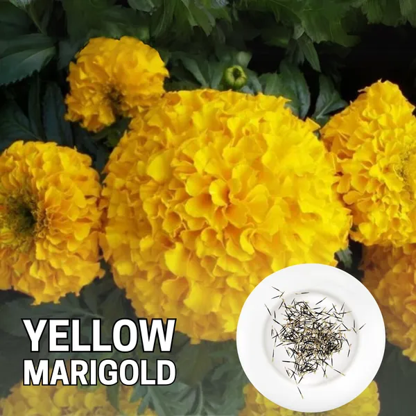 Green_Paradise_Marigold_Yellow_Flower_F1_Hybrid_Seeds_Pack_Default_Title
