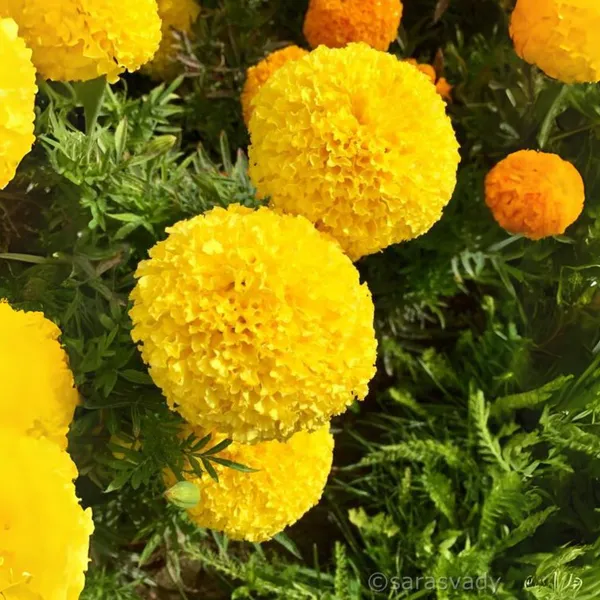 Green_Paradise_Marigold_Yellow_Flower_F1_Hybrid_Seeds_Pack_Default_Title