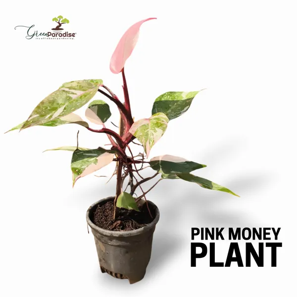 Green_Paradise_Pink_Philodendron_Princess_Pink_Money_Plant_Live_Plant_Default_Title