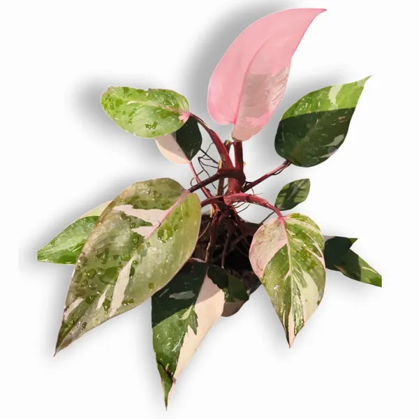 Green_Paradise_Pink_Philodendron_Princess_Pink_Money_Plant_Live_Plant_Default_Title