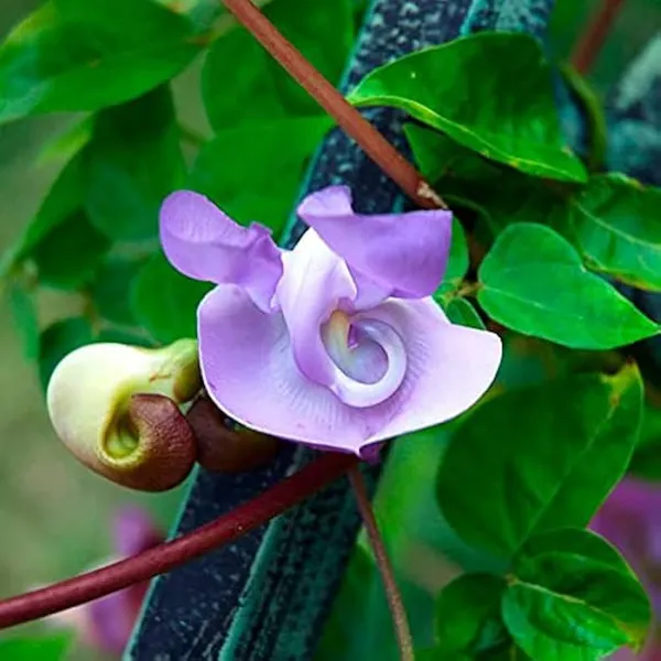 Green_Paradise_Corkscrew_Wine_Ganesh_Wine_Live_Plant_Default_Title