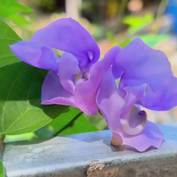 Green_Paradise_Corkscrew_Wine_Ganesh_Wine_Live_Plant_Default_Title