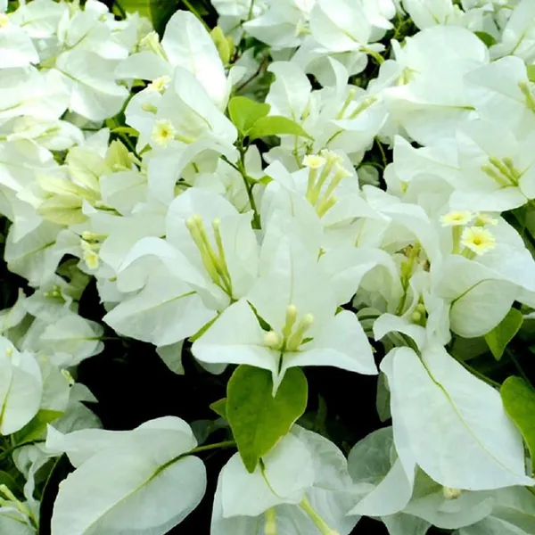 Bouganvillea_Singapore_White_Thronless_Flowering_Plant_Default_Title