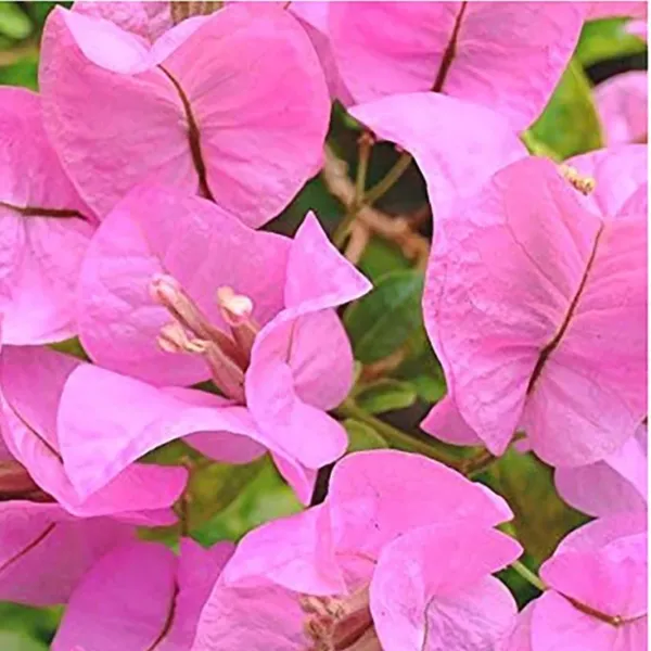Bouganvillea_Singapore_Baby_Pink_Thronless_Flowering_Plant_Default_Title