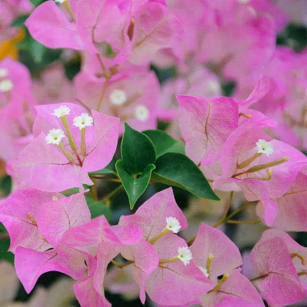 Bouganvillea_Singapore_Baby_Pink_Thronless_Flowering_Plant_Default_Title