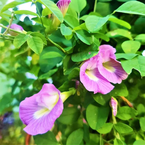 Green_Paradise_Pink_Aparajita_Plant_The_Elegant_Climbing_Beauty_For_Your_Garden_Default_Title