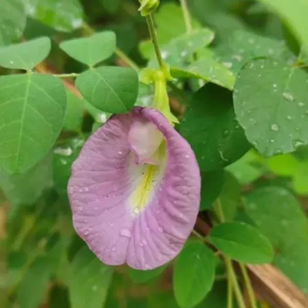 Green_Paradise_Pink_Aparajita_Plant_The_Elegant_Climbing_Beauty_For_Your_Garden_Default_Title