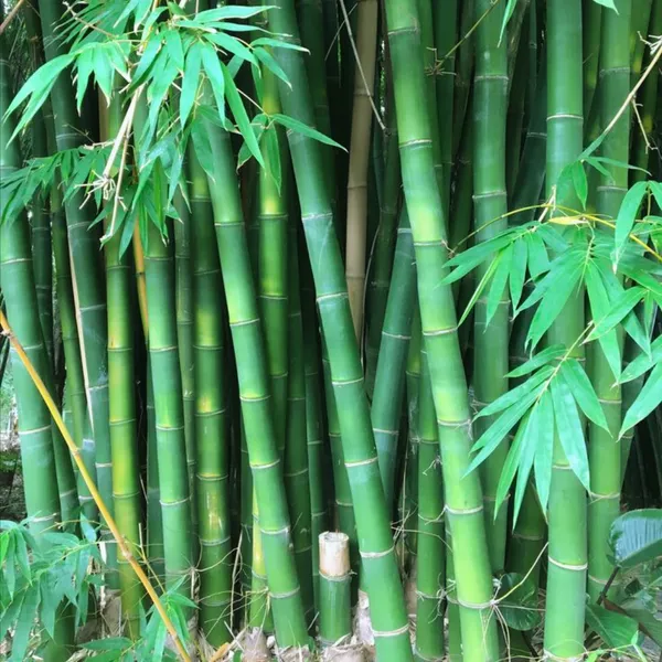 Green_Paradise_Green_Bambusa_Bamboo_Live_Plant_Default_Title