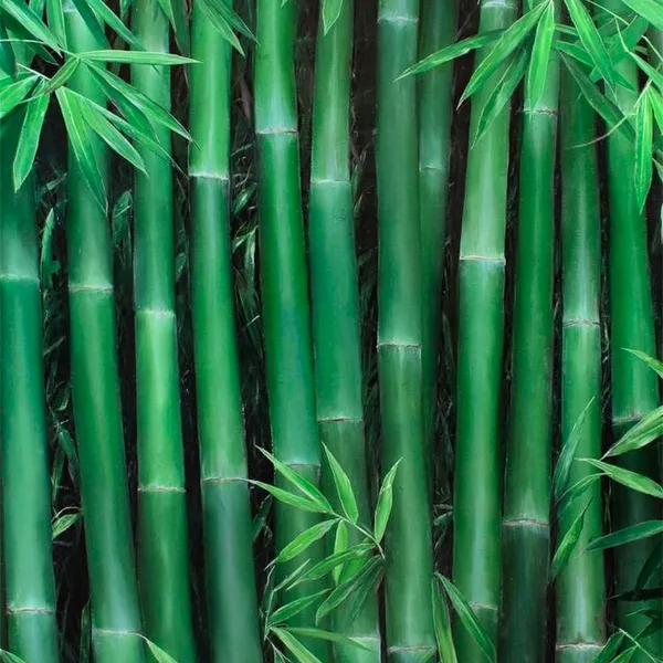 Green_Paradise_Green_Bambusa_Bamboo_Live_Plant_Default_Title