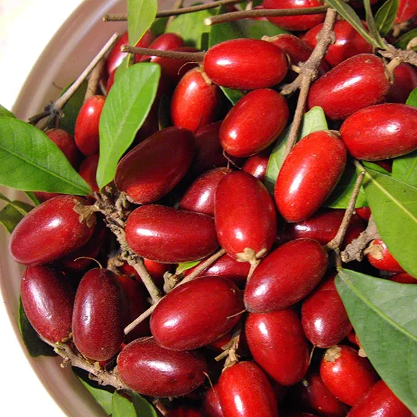 Green_Paradise_Miracle_Fruit_Live_Plant_Default_Title