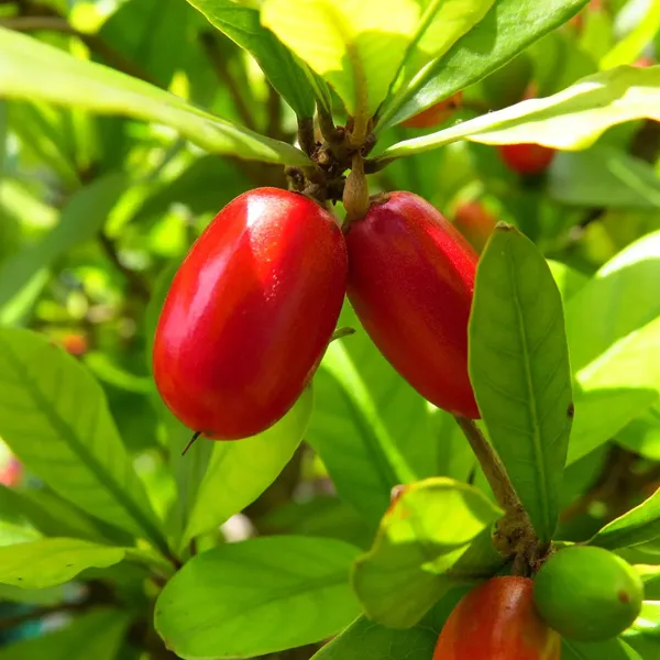 Green_Paradise_Miracle_Fruit_Live_Plant_Default_Title