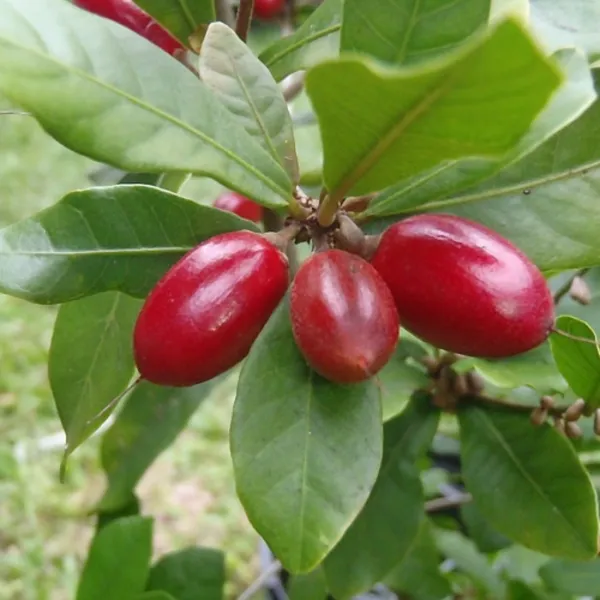 Green_Paradise_Miracle_Fruit_Live_Plant_Default_Title